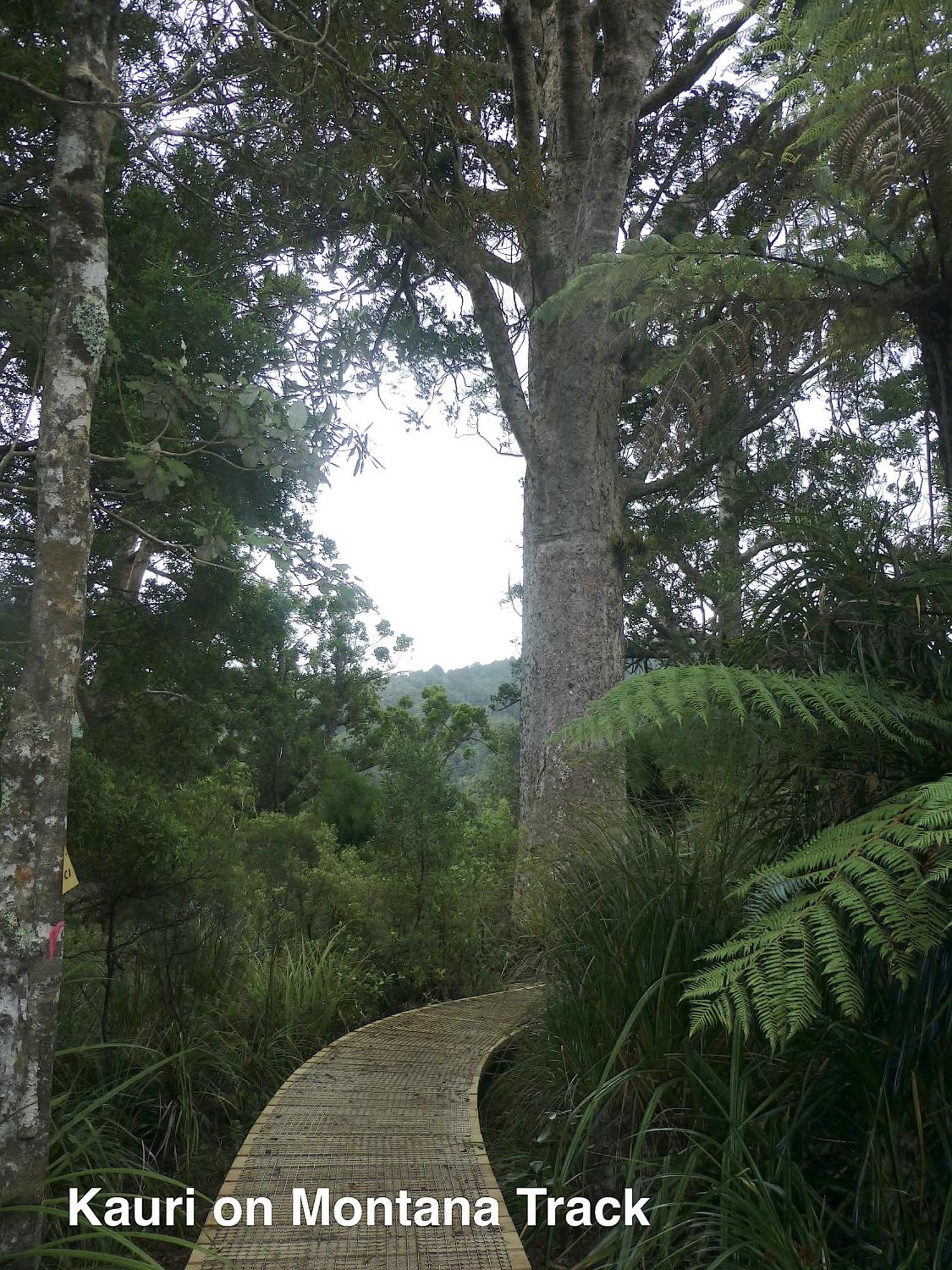 Te Henga Hideaway Vila Bethells Beach Exterior foto